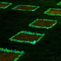 Pack de 300 piedras decorativas luminosas que brillan en la oscuridad 