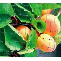 290010 Red de nylon perimetral para huertos o arboles 4 x 3 mt anti-pajáros