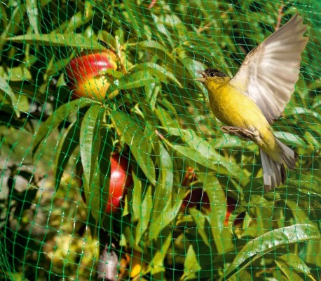 290010 Red de nylon perimetral para huertos o arboles 4 x 3 mt anti-pajáros