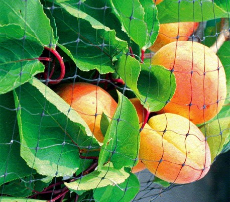 290034 Red de nylon perimetral para huertos o arboles 4 x 12 mt anti-pajáros