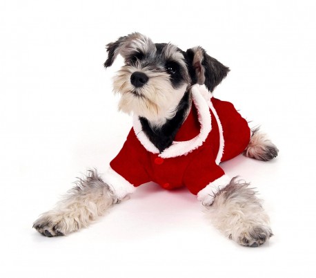 107443 Conjunto de PAPÁ NOEL con gorrito ideal para perros pequeños 3 botones