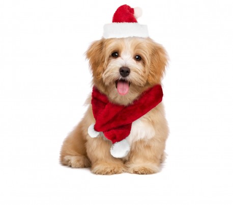 064227 Conjunto de bufanda y sombrero CHRISTMAS BABY ideal para perros pequeños