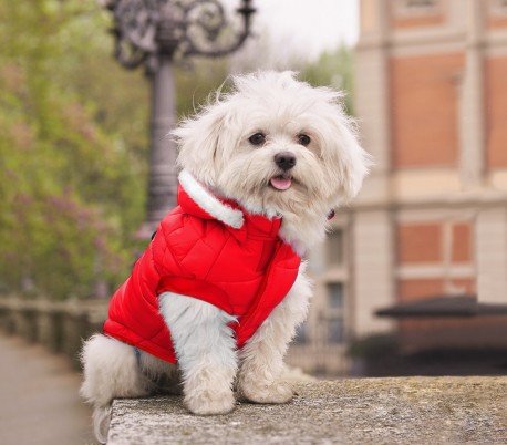 243448 Chaqueta de pluma con capucha NATALIZIO ideal para perros pequeños