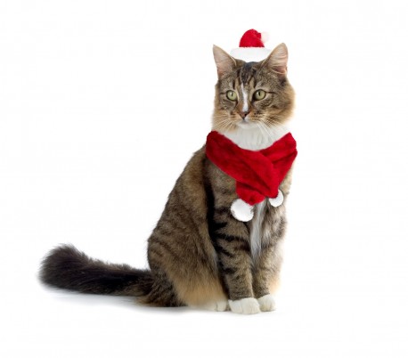 064234 Conjunto de bufanda y sombrero PAPÁ NOEL para gatos y perros pequeños