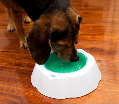 147516 Recipiente de auto-refrescante Fresh Bowl mantiene el agua fría 8 Horas