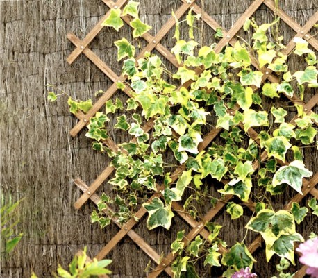 434013 Rejilla de madera extensible Welkhome 150x30 cm para las plantas