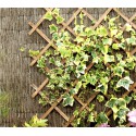 434013 Rejilla de madera extensible Welkhome 150x30 cm para las plantas 434013 Rejilla de madera extensible Welkhome 150x30 cm para las plantas