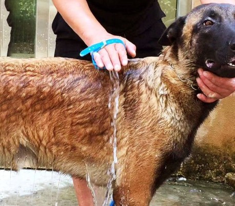 255470 Sistema de lavado para perros Pet Scrub con esponja y bomba de agua