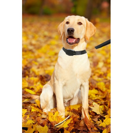 166004 Collar de cuerda elástica para perros medianos o pequeños 145 cm.