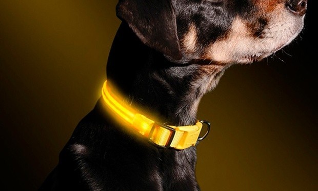Collar ajustable LED para perros y gatos diferentes colores y tamaños - Imagen 19 de 30