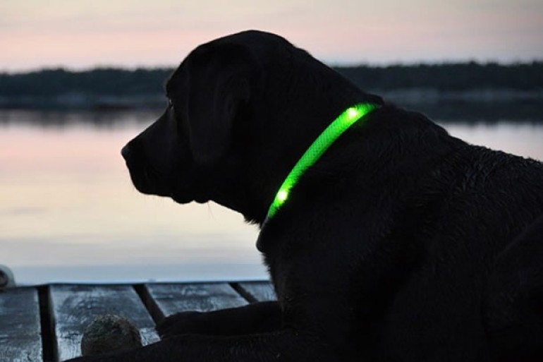 Collar ajustable LED para perros y gatos diferentes colores y tamaños - Imagen 16 de 30